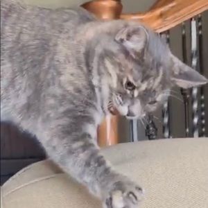 Meet your Posher, Safa